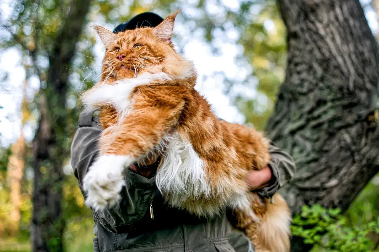 Rudzielec maine coon, który żyje długo, w objęciach opiekuna na tle drzew.