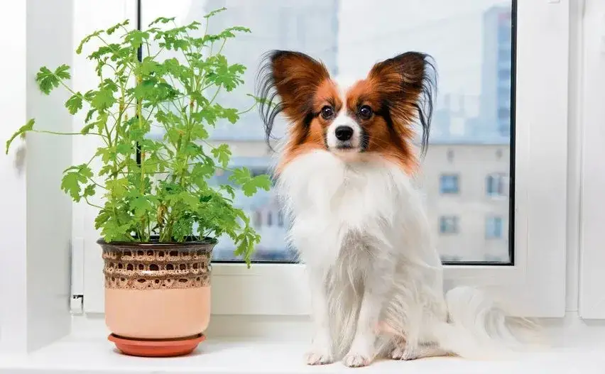 pies przy pelargonii, pies wąchający kwiaty, pies na balkonie z roślinami