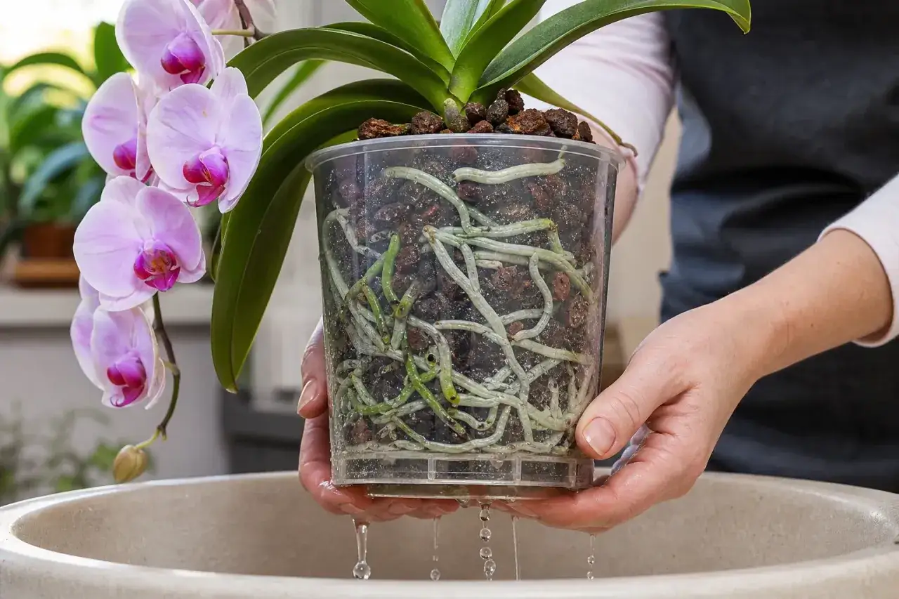 Arrosage d'une orchid&eacute;e en fleurs, ses racines saines visibles dans le pot transparent. L'eau s'&eacute;coule, signe d'un bon arrosage.