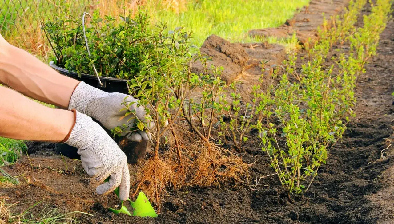 H&auml;nder med handskar planterar ligusterplantor med synliga r&ouml;tter i jorden. En rad med nyplanterade ligusterbuskar syns i bakgrunden.
