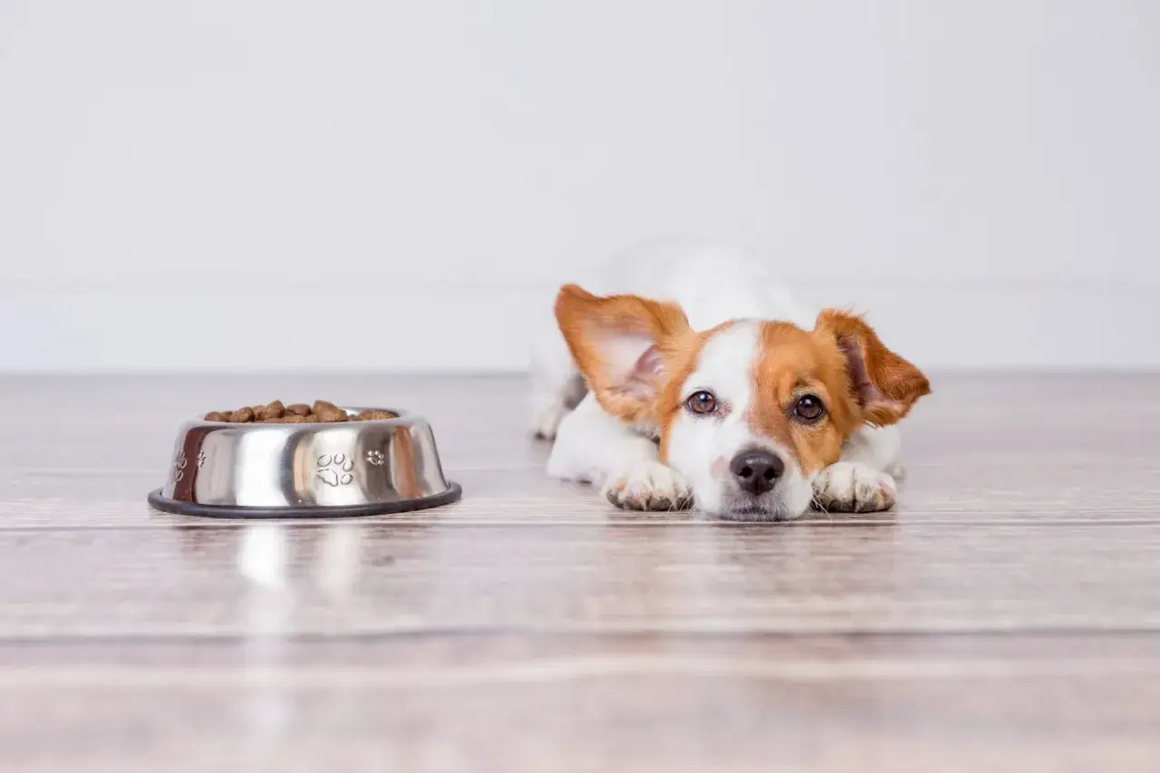 Petit chien blanc et roux, allongé sur le parquet, à côté de sa gamelle pleine. Il a l'air un peu triste, peut-être parce que mon chien mange trop vite et qu'il n'a pas eu le temps de finir.