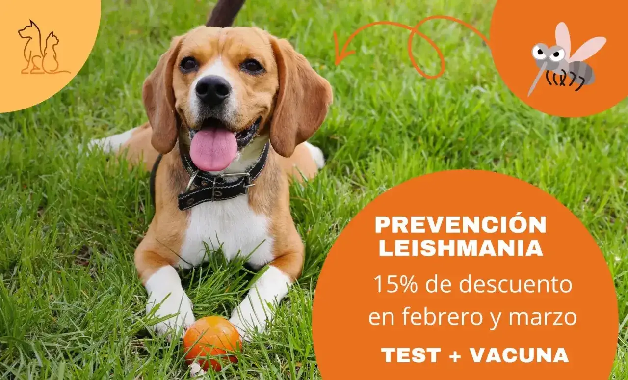 Perro beagle feliz en césped, con oferta de prevención de leishmania para perros. ¡Protege a tu mejor amigo!