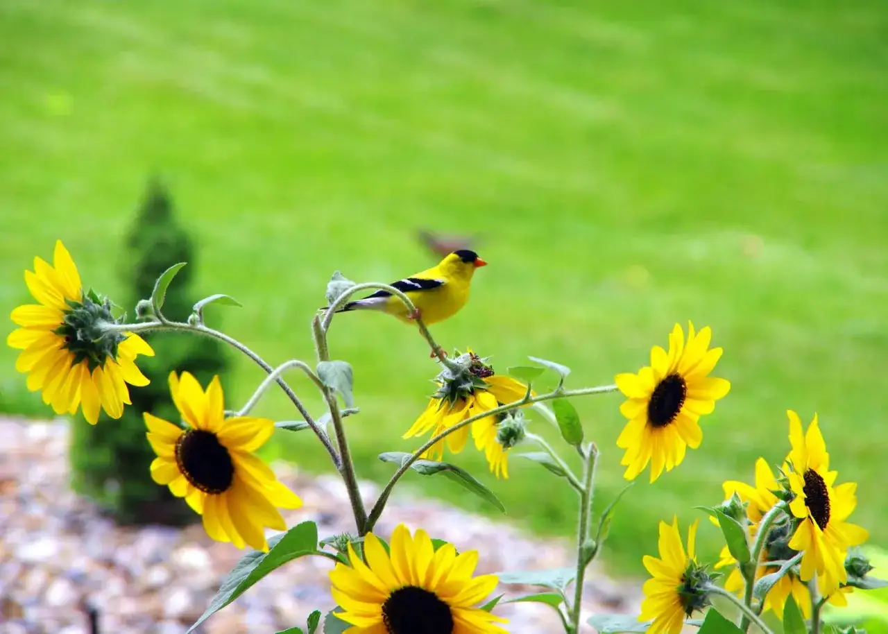 Un petit oiseau jaune perch&eacute; sur une tige de tournesol en pot, entour&eacute; d'autres tournesols &eacute;clatants.
