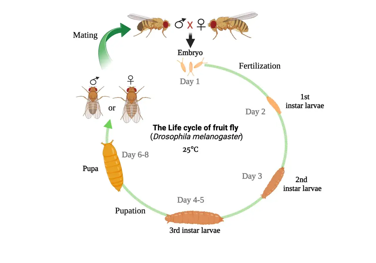 The life cycle of fruit fly: mating, embryo, fertilization, larvae (1st, 2nd, 3rd instar), pupation, and pupa.