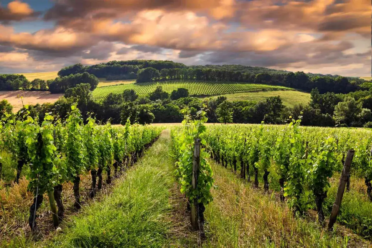 Winnica w słoneczny dzień, idealna na produkcję wybornego medoc alkoholu. W tle zielone wzg&oacute;rza i burzowe chmury.