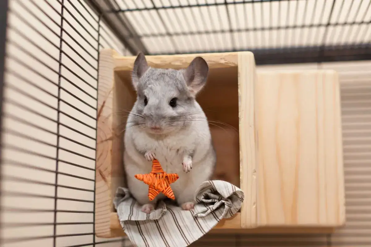 Tierna chinchilla gris en su casita de madera, sosteniendo una estrella naranja. &iquest;Sab&iacute;as cuanto vive una chinchilla? &iexcl;Hasta 20 a&ntilde;os!