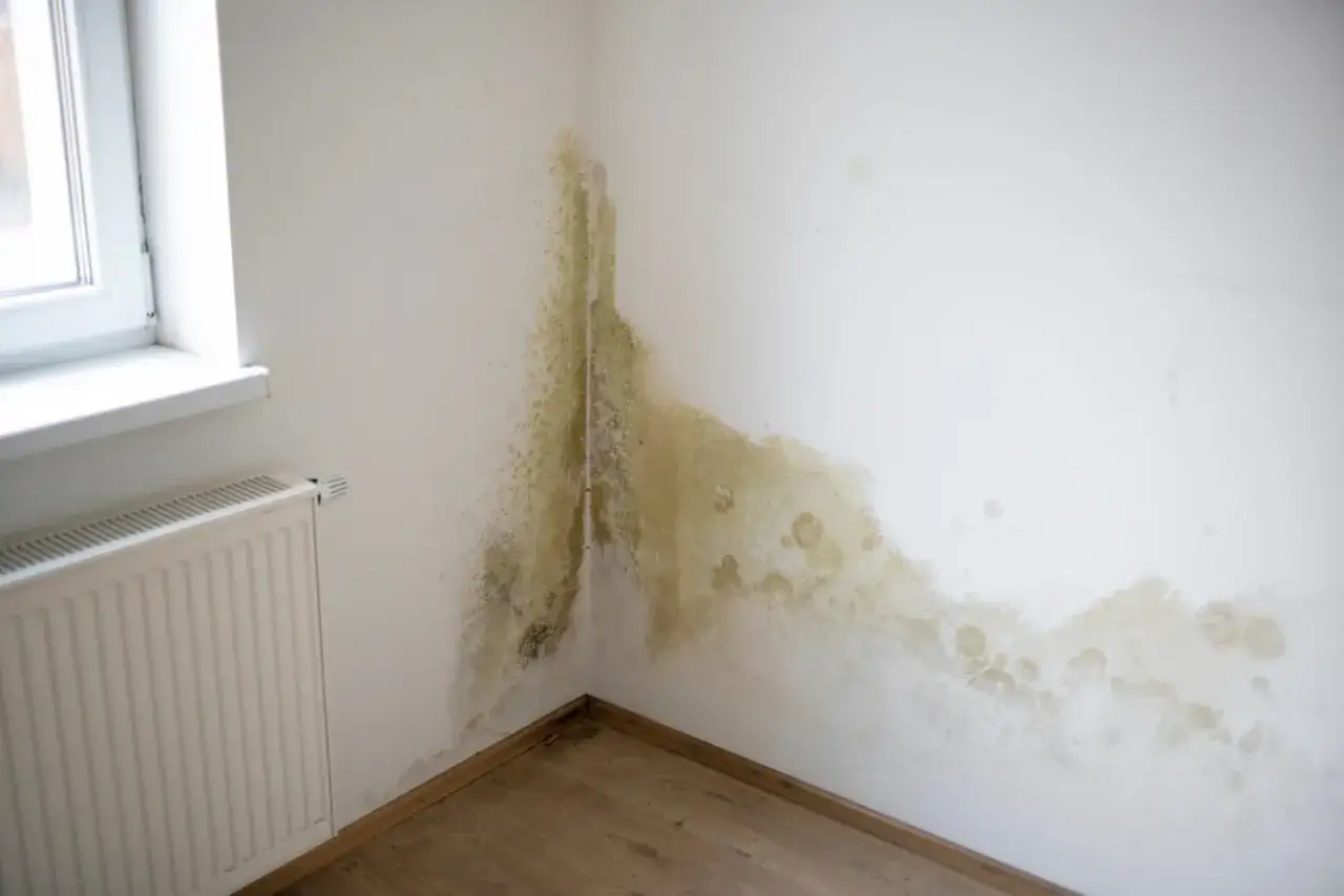 Manchas de moho verde y amarillo se extienden por la esquina de una pared blanca, indicando humedad en casa. Un radiador blanco y una ventana están a la izquierda.