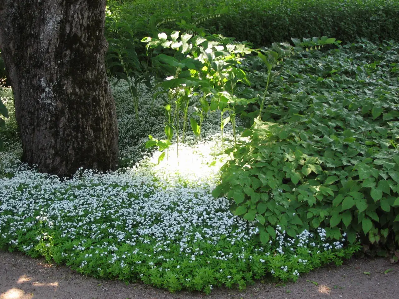 En lummig tr&auml;dg&aring;rd med en stor tr&auml;dstam till v&auml;nster. Framf&ouml;r tr&auml;det breder ett hav av vita, l&aring;ga perenner ut sig, som en matta av sm&aring; blommor. Bakom dem reser sig h&ouml;gre gr&ouml;na v&auml;xter mot solljuset.