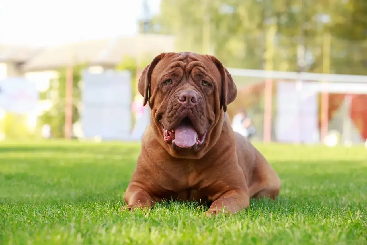 Ein brauner Bordeaux Dogge liegt auf einer gr&uuml;nen Wiese. Seine Falten sind ausgepr&auml;gt, was bei dieser Rasse vorkommen kann und manchmal mit bordeaux dogge krankheiten verwechselt wird.