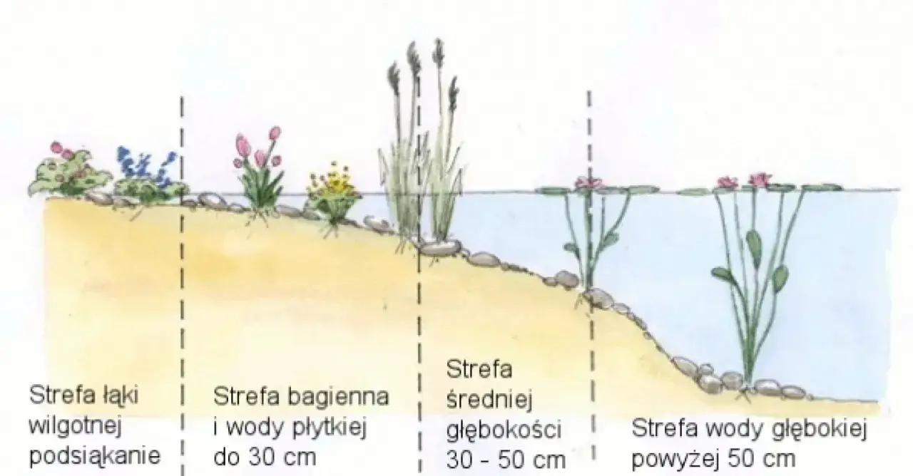 Schemat stawu w ogrodzie z podziałem na strefy: wilgotną, bagienną, średniej głębokości i głęboką, z roślinnością.