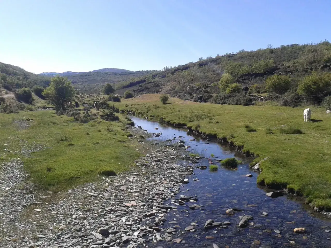 Un arroyo serpentea entre prados verdes y colinas, reflejando el cielo azul. Vacas pastan tranquilamente cerca de las pozas negras de Cantalojas.