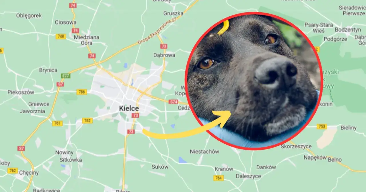 Weterynarz bada psa, właściciel zaniepokojony