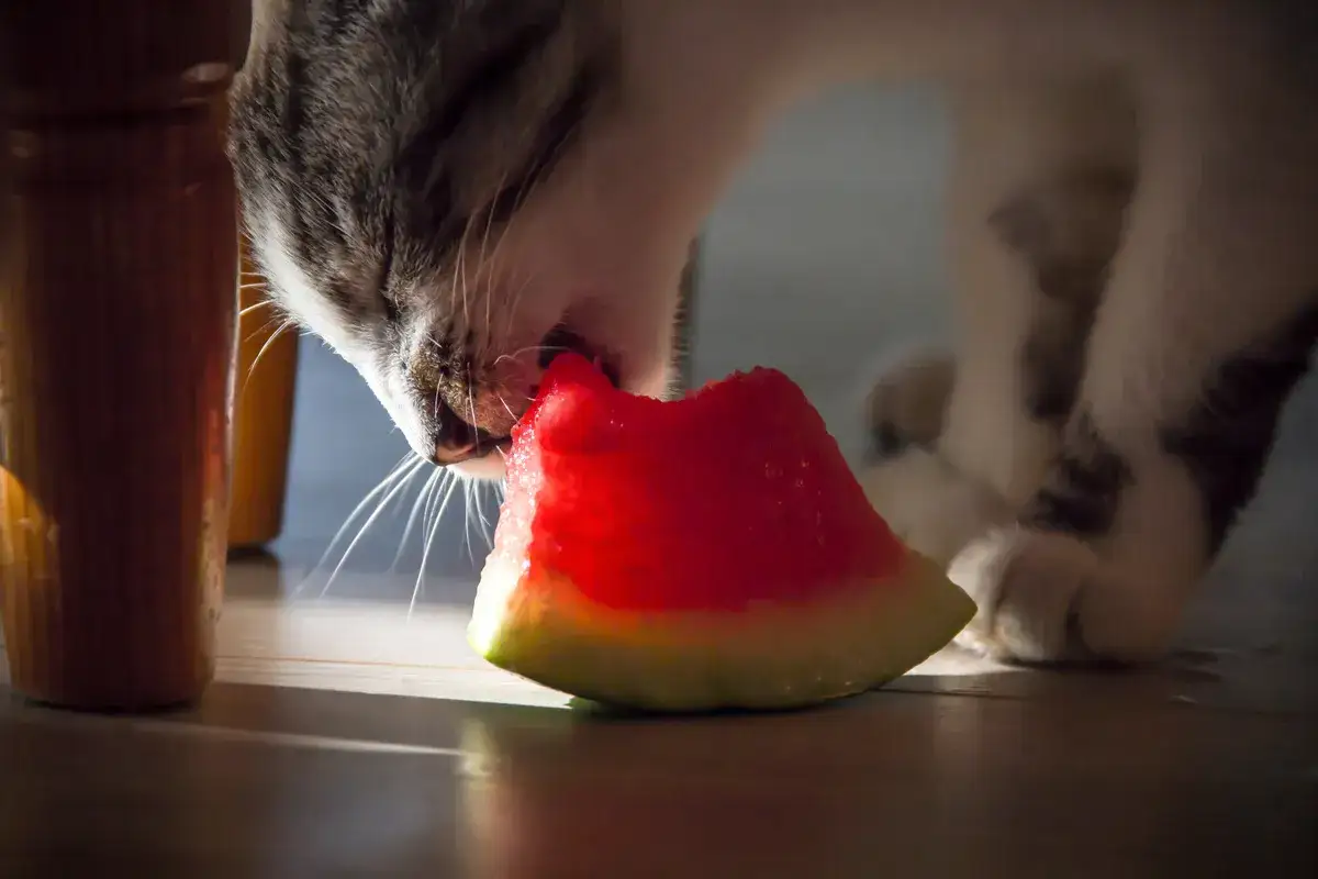 Eine Katze genießt ein Stück Wassermelone.