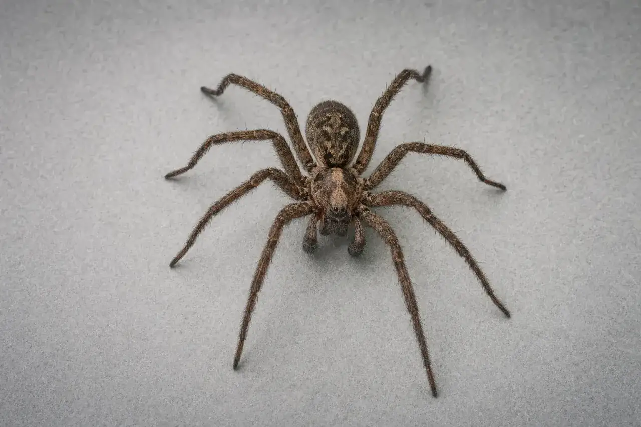 En stor, brun spindel p&aring; gr&aring; bakgrund. Spindlar i huset, bra eller d&aring;ligt? De &auml;ter insekter, vilket kan vara bra.