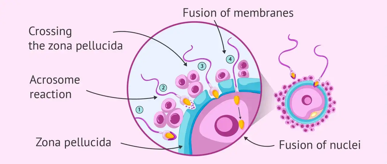 Ilustraci&oacute;n que muestra que es la fecundaci&oacute;n: espermatozoides penetrando un &oacute;vulo, fusionando membranas y n&uacute;cleos.