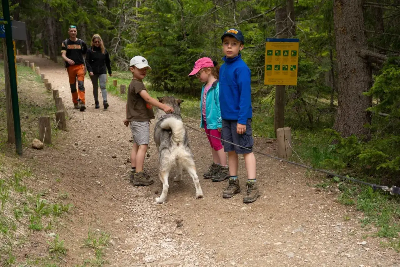 Famille en randonnée dans un parc national où les chiens sont acceptés. Un enfant caresse un chien husky sur un sentier boisé.