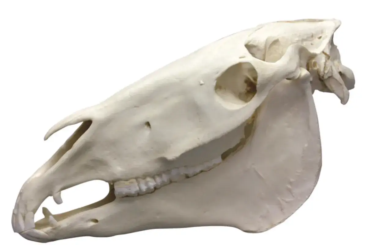Czaszka konia z widocznymi, mocnymi końskimi zębami, idealna do nauki anatomii.