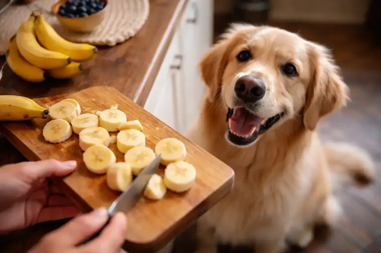 En glad banan hund tittar längtansfullt på skivade bananer på en skärbräda.