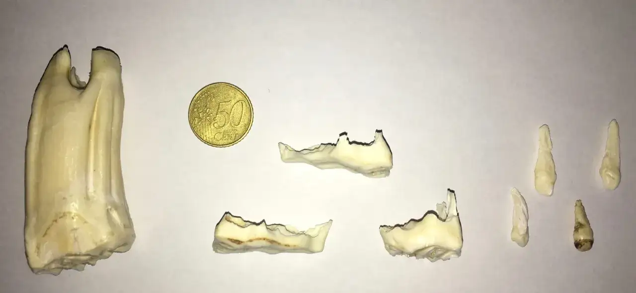 Collection de dents de lait de cheval, dont une molaire imposante, des fragments de mâchoire et des prémolaires.