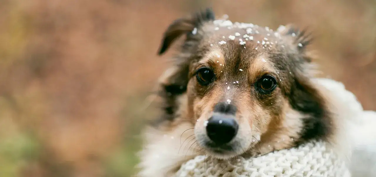 Perro con nieve en el pelaje, envuelto en una bufanda. &iquest;C&oacute;mo saber si mi perro tiene fr&iacute;o? Observa su comportamiento.
