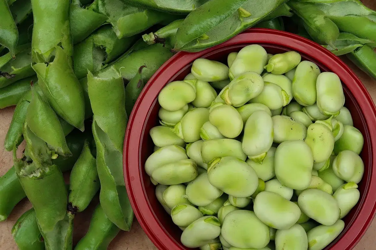 Frische dicke Bohnen werden für die Zubereitung vorbereitet. Einige sind noch in ihren grünen Schoten, andere liegen bereits aus der Hülse gelöst in einer roten Schüssel.