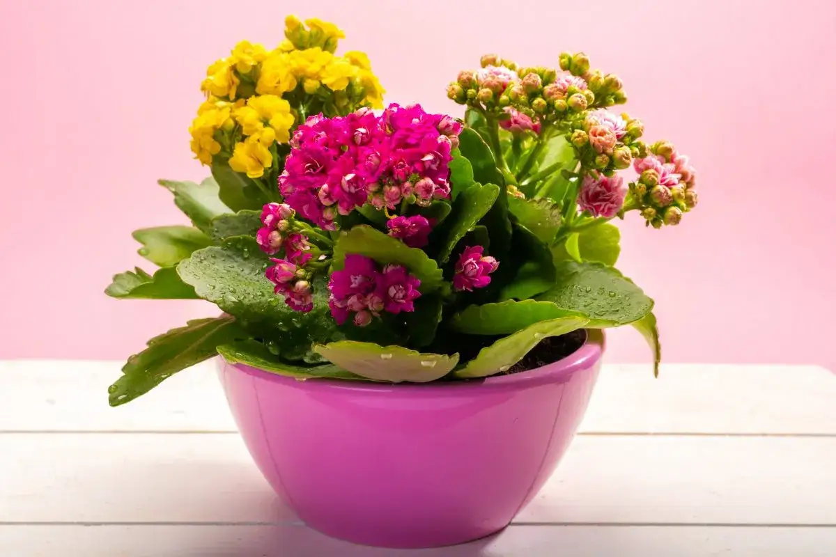 Kalanchoe jak dbać? Kolorowe kwiaty w doniczce, soczyste liście z kroplami wody.