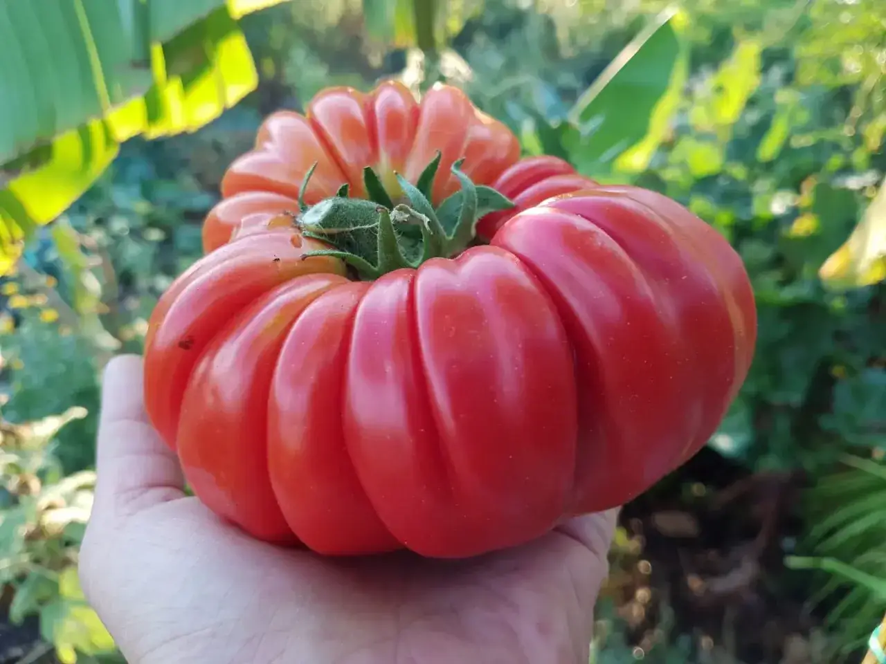 Une main tient une grosse tomate rouge aux formes irr&eacute;guli&egrave;res, un bel exemple de tomates anciennes.