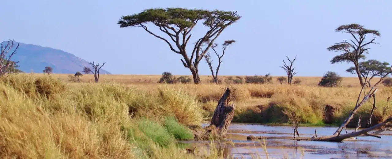 Sawanna Serengeti z akacjami i g&oacute;rami w tle. Woda odbija niebo, a suche trawy szumią na wietrze.
