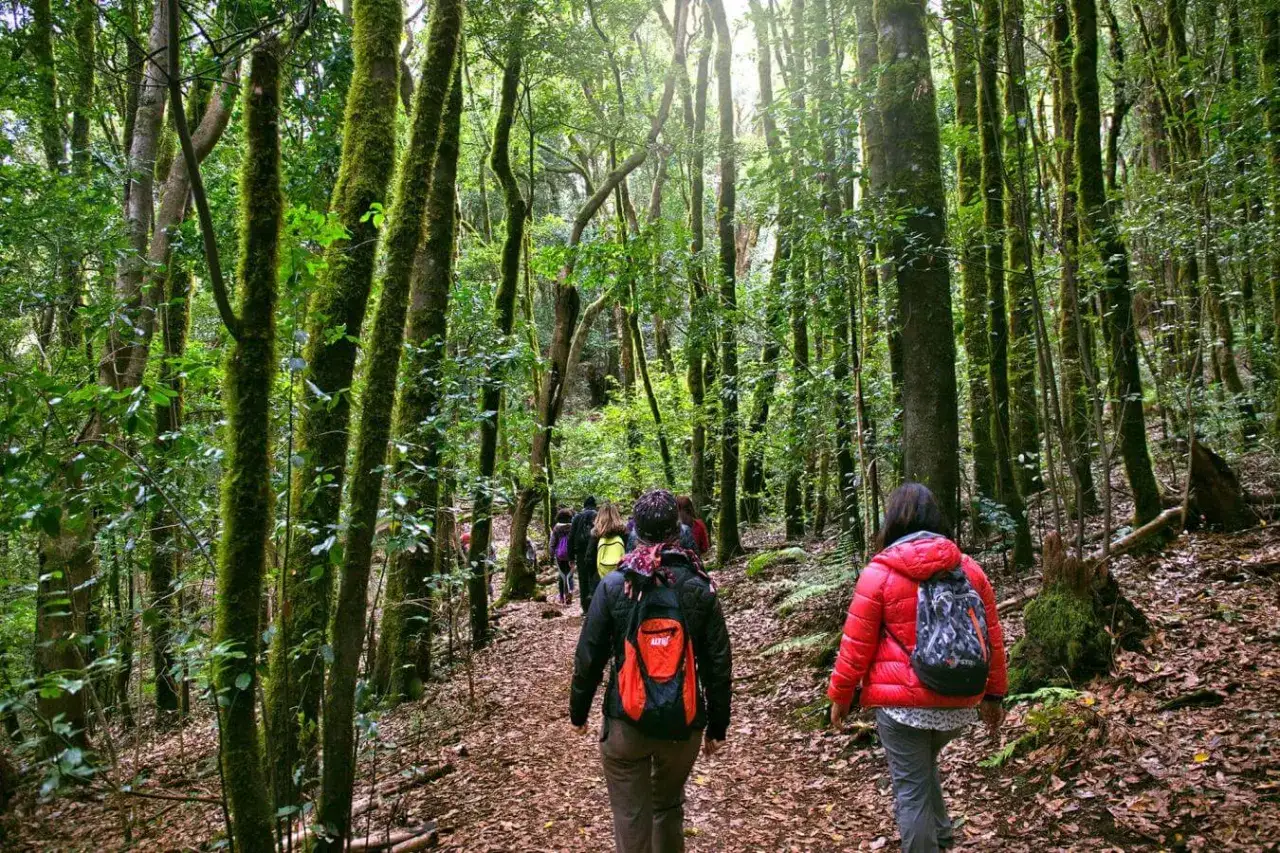 Vandrare njuter av en magisk la gomera vandring genom en mossig, grön skog.