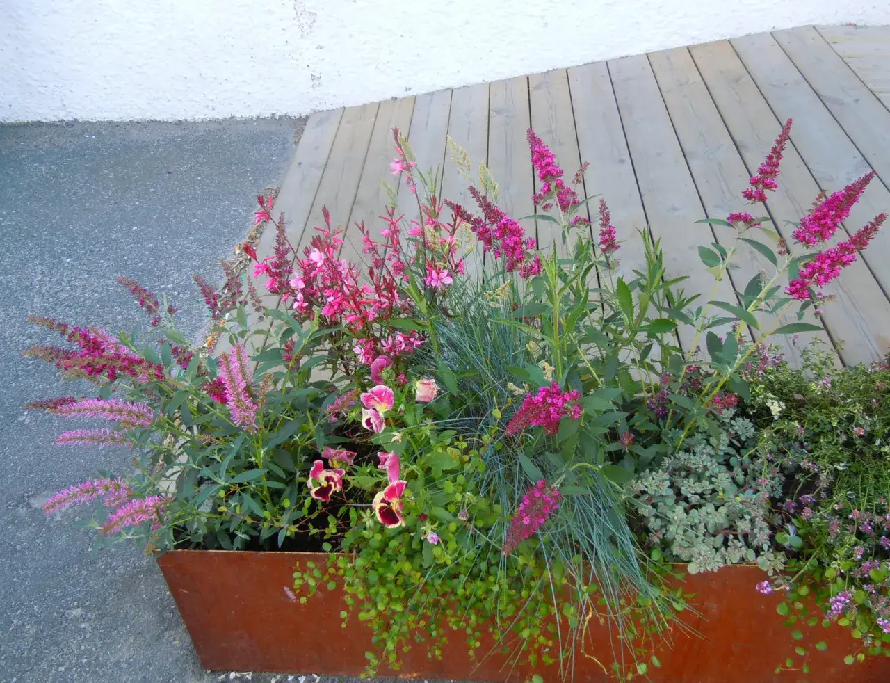 En rostig kruka fylld med sommarblommor i rosa och lila nyanser, bredvid en tr&auml;altan.