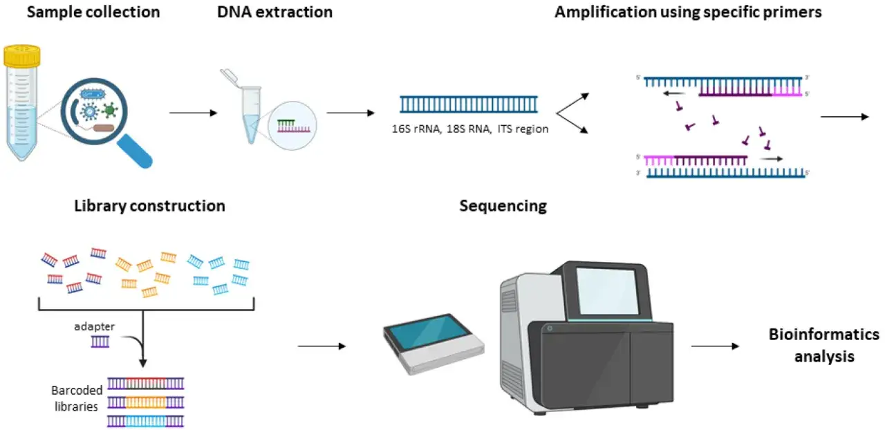 Schema del processo: raccolta campioni, estrazione DNA, amplificazione del gene 16S rRNA con primer specifici, costruzione librerie, sequenziamento e analisi bioinformatica.