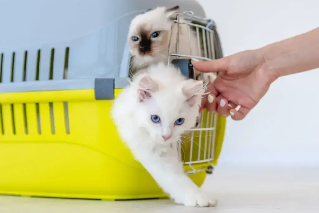 Kot adoptowany ze schroniska, szczęśliwy w nowym domu