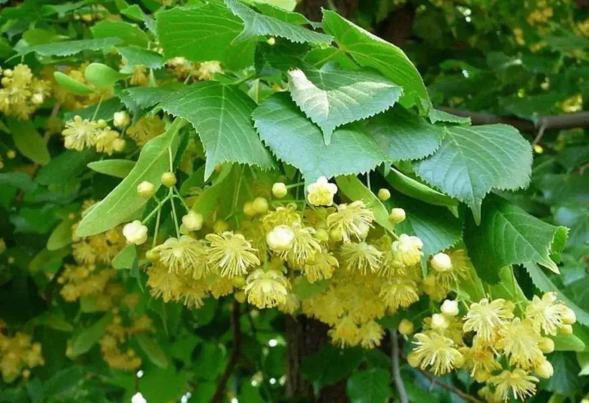 Fiori profumati e foglie verdi di un tiglio albero in piena fioritura, un'immagine che evoca la dolcezza dell'estate.