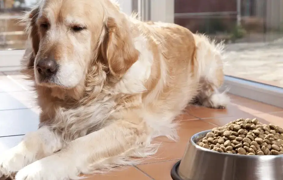 Golden Retriever jedzący zdrową karmę