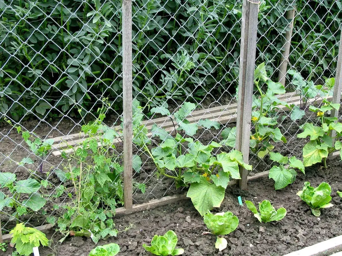 Gute Nachbarn Gurken ranken an einem Zaun. Daneben w&auml;chst Salat.