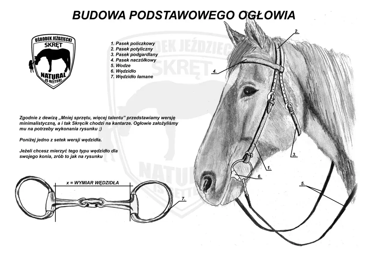 Ilustracja przedstawia budowę ogłowia konia z oznaczeniami poszczególnych elementów, takich jak paski i wędzidło.