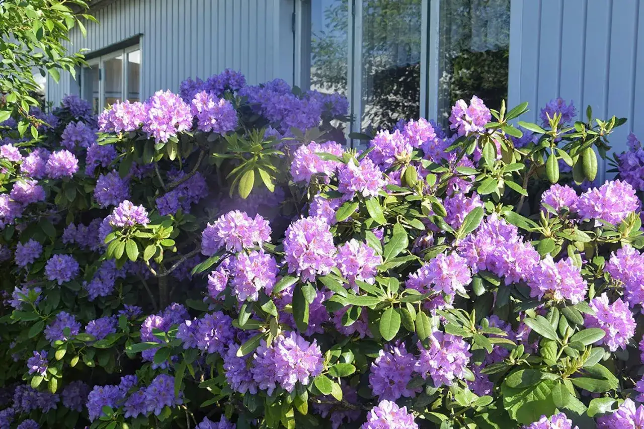 En frodig buske med lila rhododendronblommor som blommar vackert framför ett hus. Perfekt för att plantera rhododendron i trädgården.