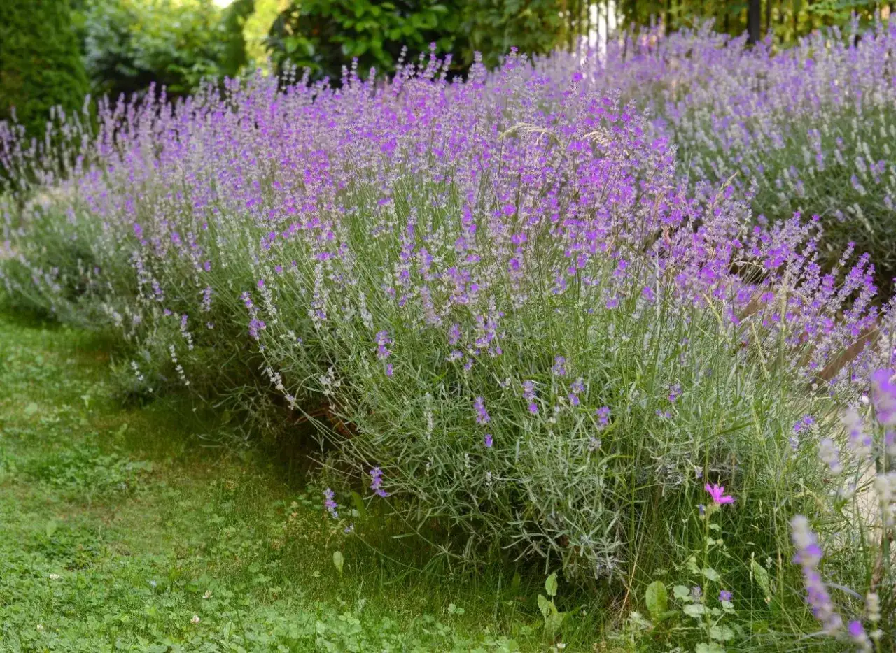 Młode sadzonki lawendy w ogrodzie