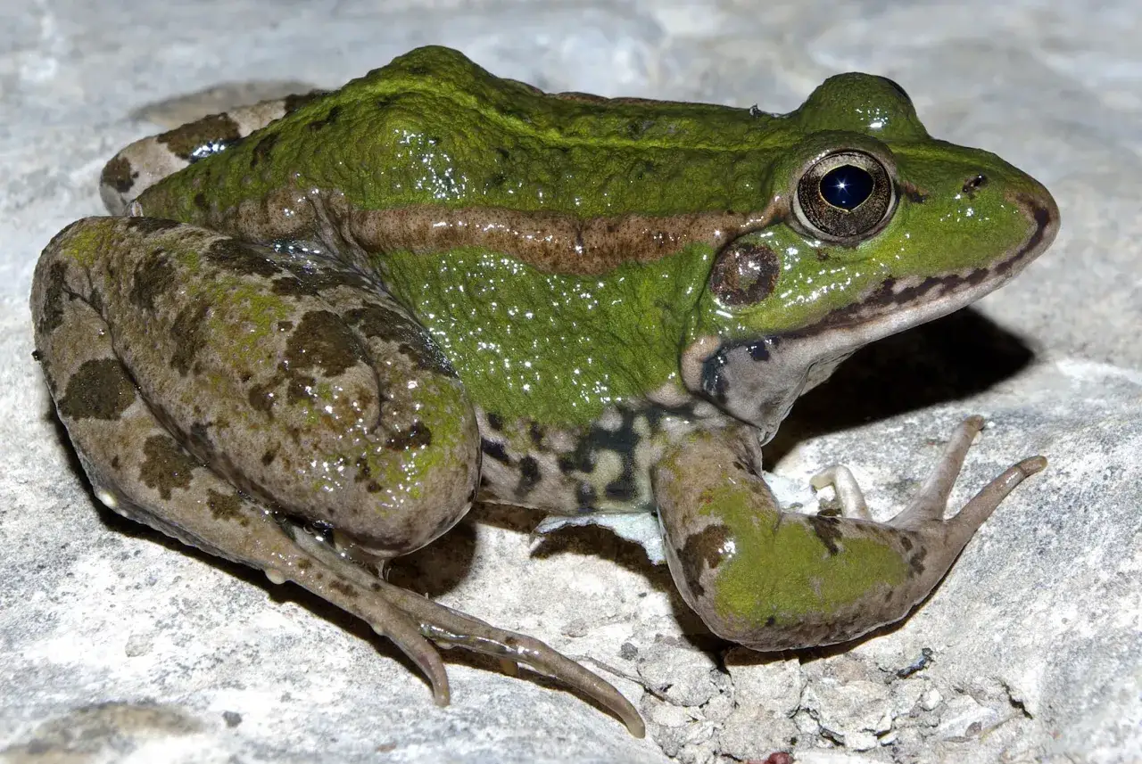 Rana verde con manchas marrones y verdes, un ejemplo de los diversos tipos de ranas.