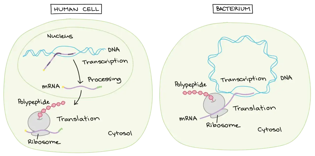 Diagrama comparativo de la funci&oacute;n del ARN en c&eacute;lulas humanas y bacterias. En humanos, el ARN mensajero (ARNm) se procesa antes de la traducci&oacute;n. En bacterias, la transcripci&oacute;n y traducci&oacute;n ocurren simult&aacute;neamente.