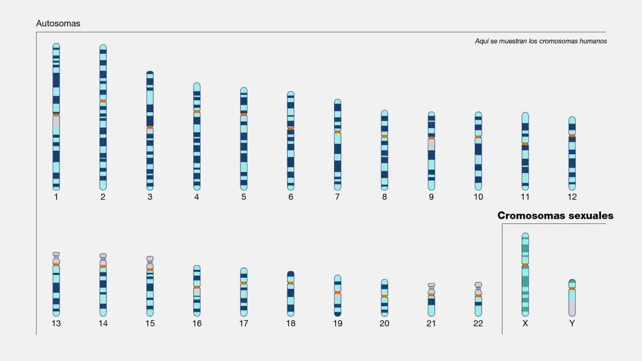 Cariotipo humano: autosomas del 1 al 22 y cromosomas sexuales X e Y, que determinan el sexe cromosomic.
