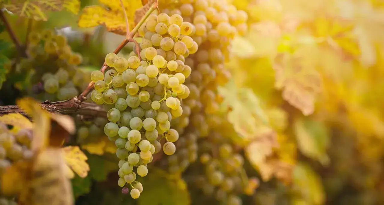 Reife Scheurebe-Trauben hängen im warmen Sonnenlicht. Diese Sorte ist bekannt für ihre aromatischen Weißweine.