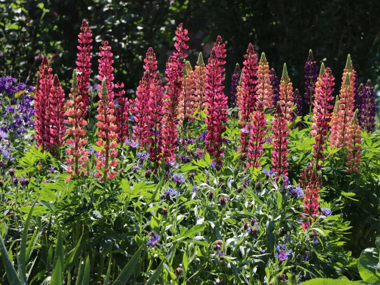 Bunte Lupinen, auch bekannt als berg flockenblume, bl&uuml;hen im Garten. Lila Kornblumen und blaue Rittersporne mischen sich unter die hohen Bl&uuml;tenst&auml;nde.