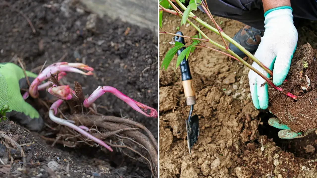 Sadzonka piwonii z pąkami w ziemi. Rękawiczki ogrodnicze pomagają w sadzeniu.