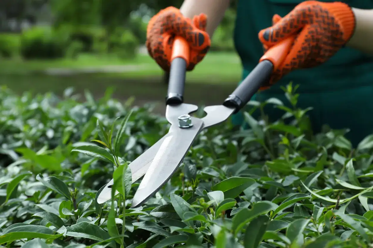Hände mit orangen Handschuhen schneiden mit einer Gartenschere einen portugiesischen Kirschlorbeer.