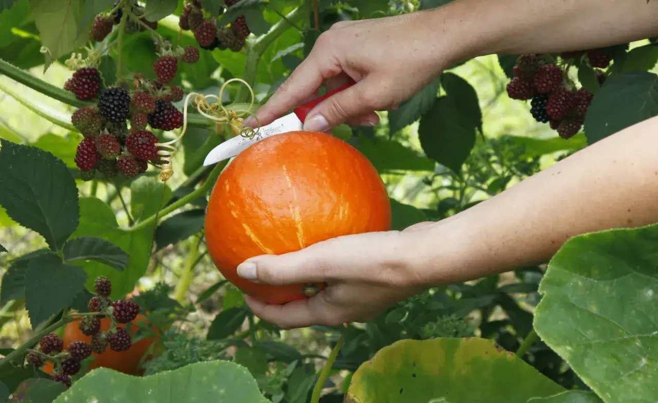 Hände ernten eine leuchtend orangefarbene Hokkaido-Kürbisreife, umgeben von Brombeeren und grünen Blättern.