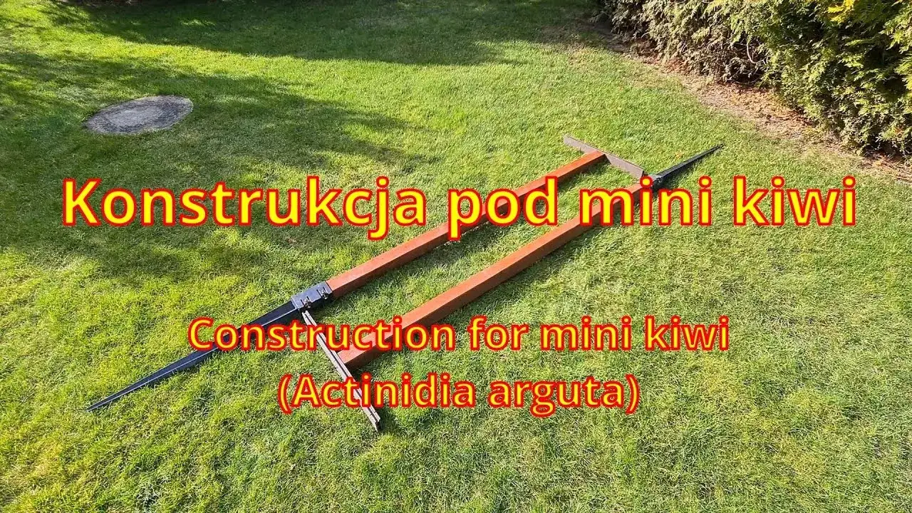 podpory dla mini kiwi pergola