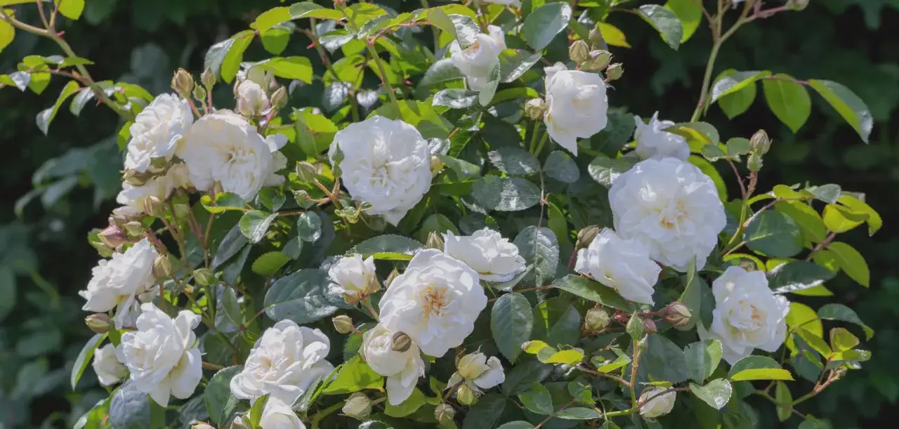 Un cespuglio rigoglioso di roselline in vaso, con fiori bianchi candidi e boccioli verdi, immerso nel verde della vegetazione.
