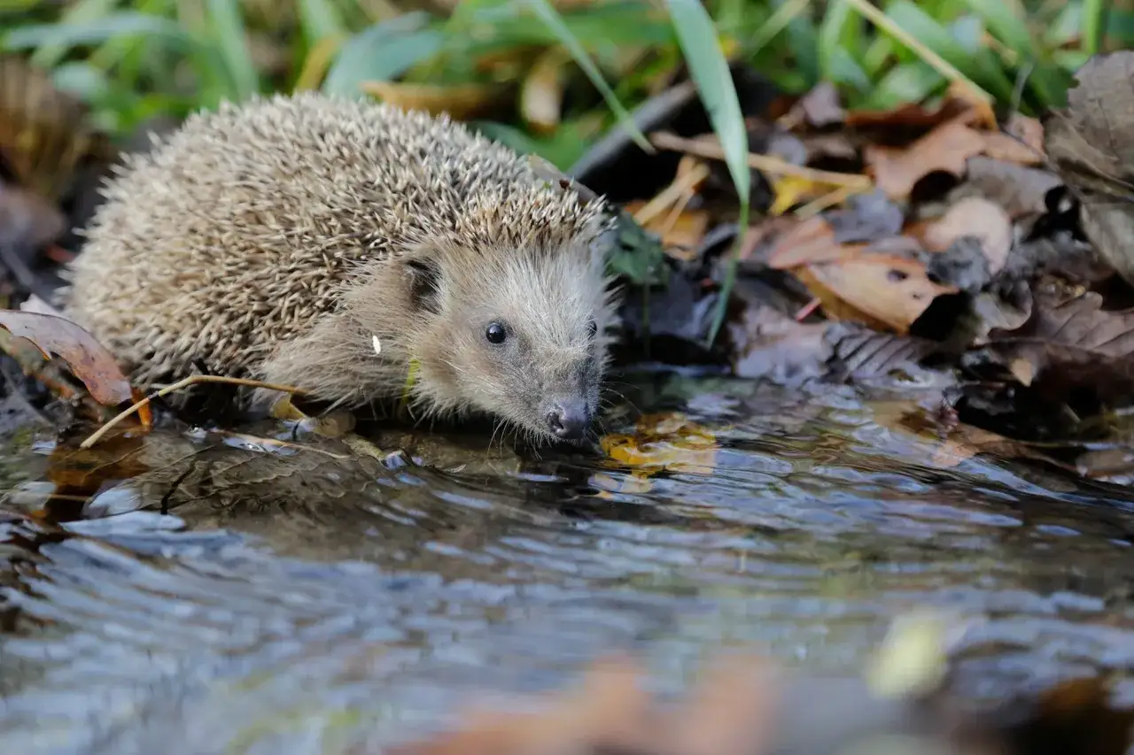 Ein kleiner Igel trinkt am Bachufer. Er ist auf dem Weg zum Igel Kindergarten, um seine Freunde zu treffen.