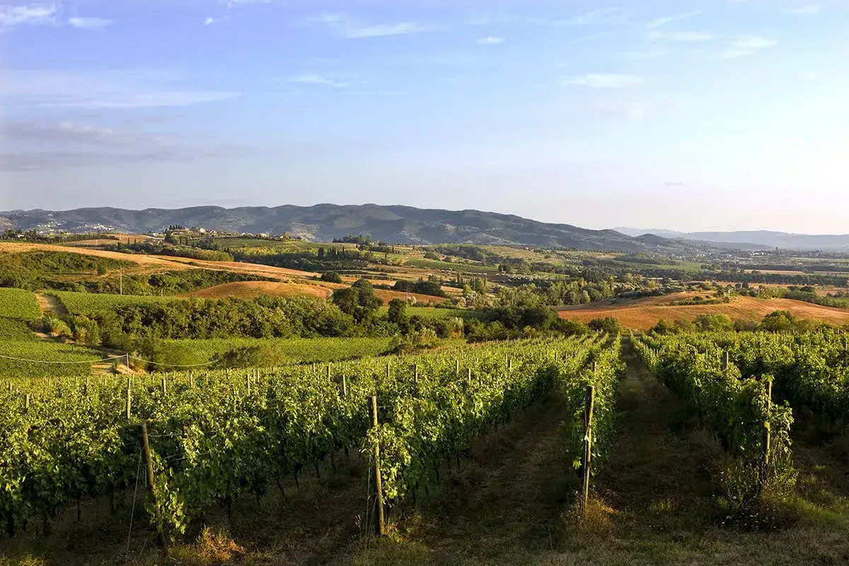 Colline umbre con vigneti rigogliosi, promettendo un vino DOCG Umbria di alta qualità. Paesaggio bucolico sotto un cielo azzurro.